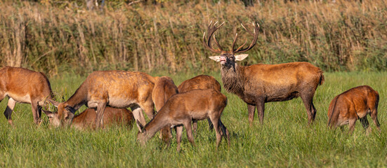 Red Deer Stag during annual rut

