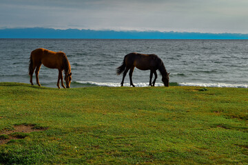 red and brown horses graze on green grass coast of lake Baikal with waves, light sunset, against the background of blue mountains.