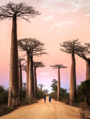 Fototapeta na wymiar Allee des Baobabs