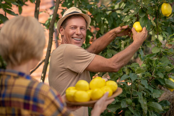 Blonde female and male in straw hat gathering lemons in the garden