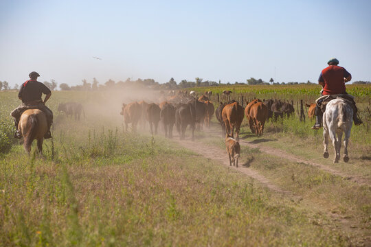 hombres trabajando a caballo