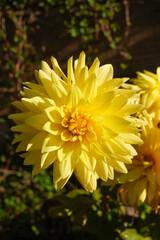 There are blooming yellow flowers