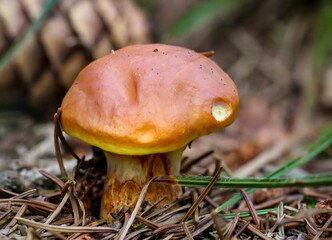 Ein Pilz kommt aus dem Waldboden. Herbstzeit ist Pilzzeit.