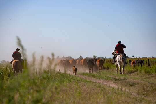 Hombres trabajando con ganado a caballo