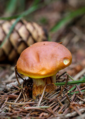 Ein Pilz kommt aus dem Waldboden. Herbstzeit ist Pilzzeit.