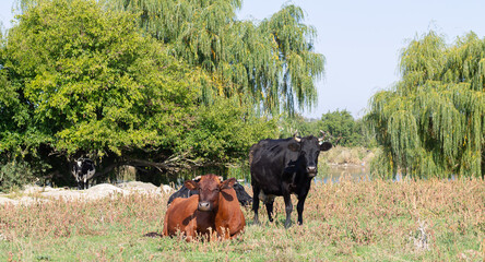 Naklejka na ściany i meble Cows grazing on summer farm pasture