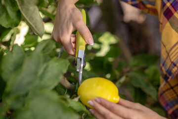 Close-up picture of female hands pruning lemons