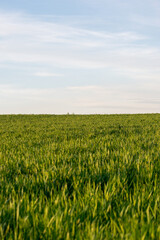 Idealne pole pełne trawy