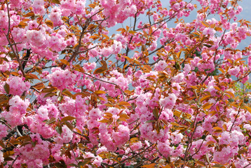 八重桜