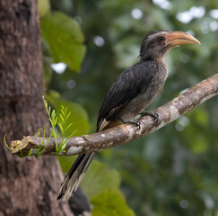 Malabar hornbill 