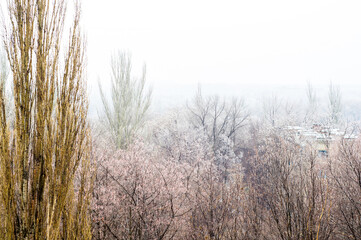 Winter urban frosty landscape - snow covered trees on foggy background