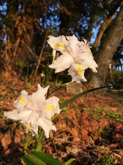 Two blooming white flowers in the woods