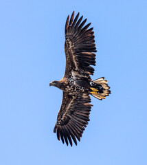 White tailed Eagle