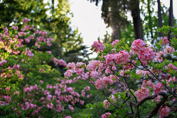 Różowe rododendrony w rozkwicie - obrazy, fototapety, plakaty