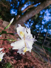White flowers on the roadside