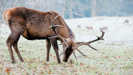 Red Deer Stag, on a frosty Morning