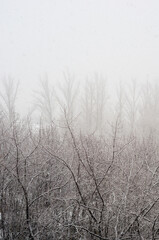Winter urban frosty landscape - snow covered trees on foggy background