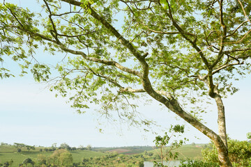 tree canopy against the sky