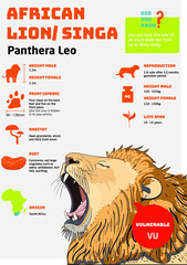 Infographic of Lion (King of the Jungle)