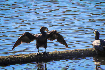 Ein Kormoran bringt sich an einem Fluss in Stellung.