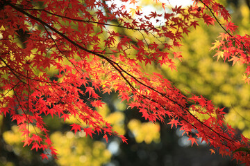 偕楽園紅葉風景