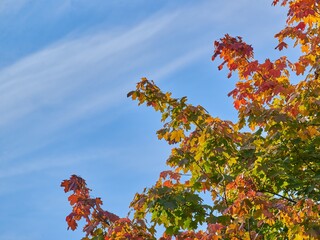 Colorful autumn leaves on a blue sky. Colorful maple leaves against a blue sky. Autumn colors.