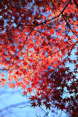 偕楽園紅葉風景