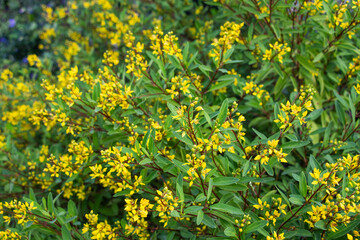 Yellow flowers by the roadside