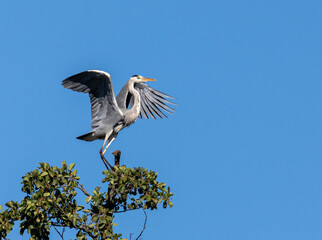 Grey Heron landing in tree