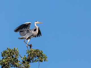Grey Heron landing in tree