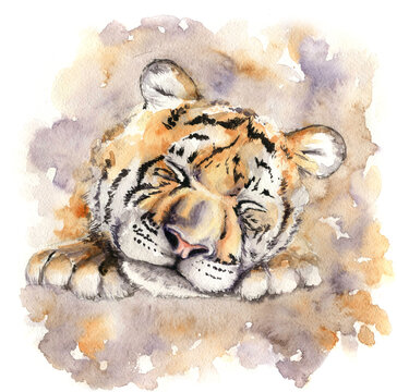Watercolor drawing cute head of the sleeping baby tiger