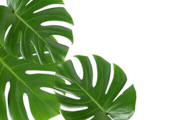 Monstera leaves on white background isolated