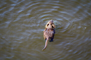 Nutrias, Bisams, Ondatra zibethicus am Flussufer.