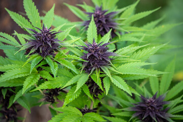 close up of a cannabis plant