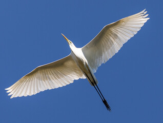 Great White  in flight