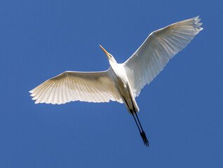 Great White  in flight