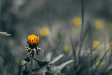 lone flower