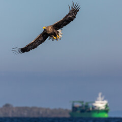 White tailed Eagle