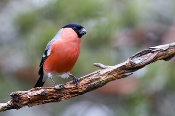 Eurasian bullfinch