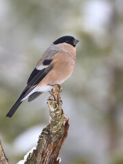 Eurasian bullfinch