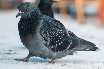 Bird pigeon