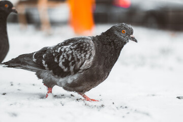 Bird pigeon