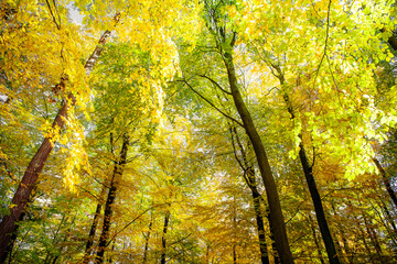 Golden autumn in an old beech forest. In the sunshine, the leaves glow a bright yellow.