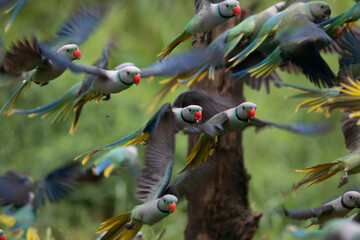 blue winged Malabar parakeet in flight 