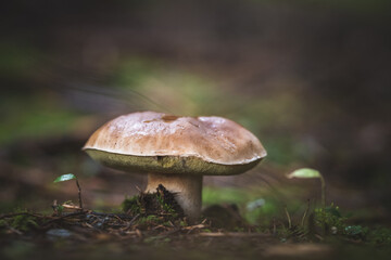 edible mushrooms boletus in the forest