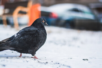 Bird pigeon