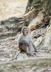 Monkey baby sitting on floor