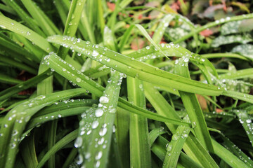 dew on the grass