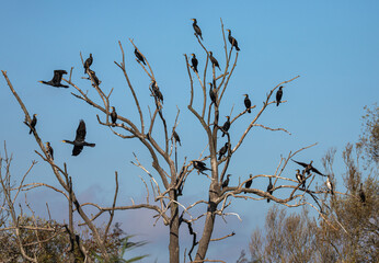 Cormorants roosting in tree at water's edge