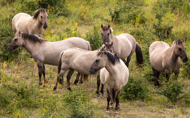 Obraz na płótnie Canvas Konig horse herd